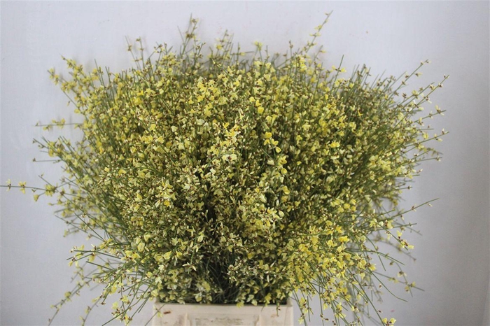 <h4>Ginster 400gr Yellow P Bunch</h4>