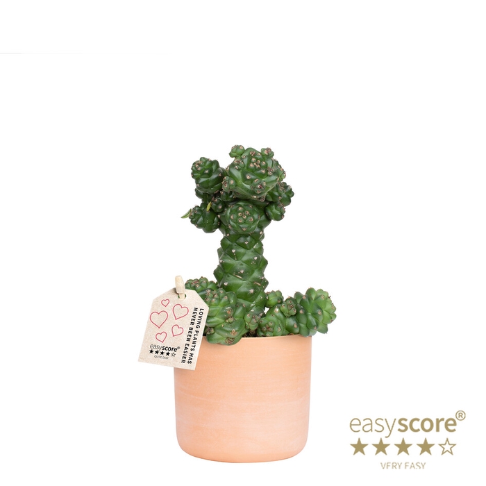 <h4>EUPHORBIA RITCHIEI P10 RAW TERRAC</h4>