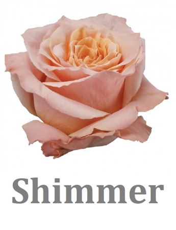 R Gr Shimmer