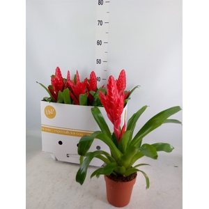 Vriesea poelmanii