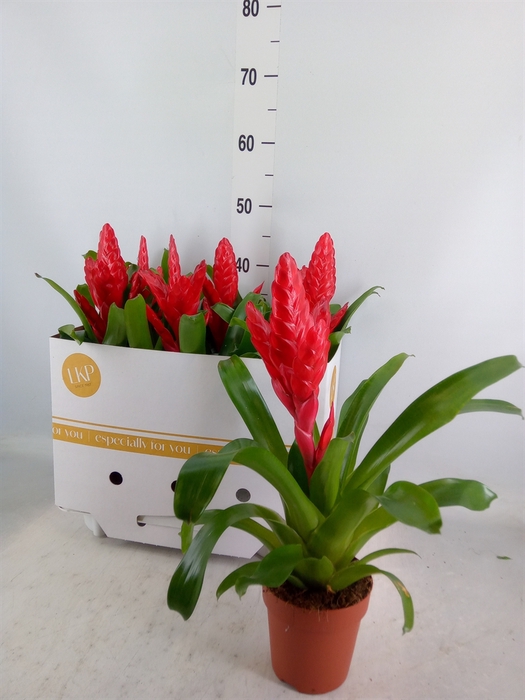 <h4>Vriesea poelmanii</h4>