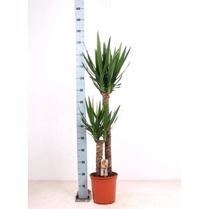 YUCCA