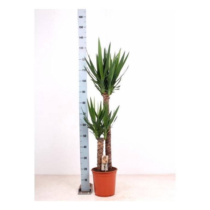 <h4>YUCCA</h4>