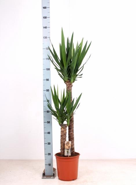 <h4>YUCCA</h4>