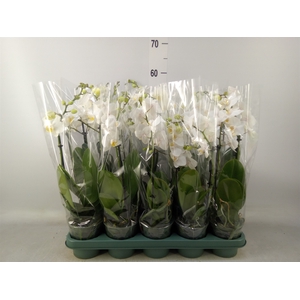 Phalaenopsis multi.   ...white