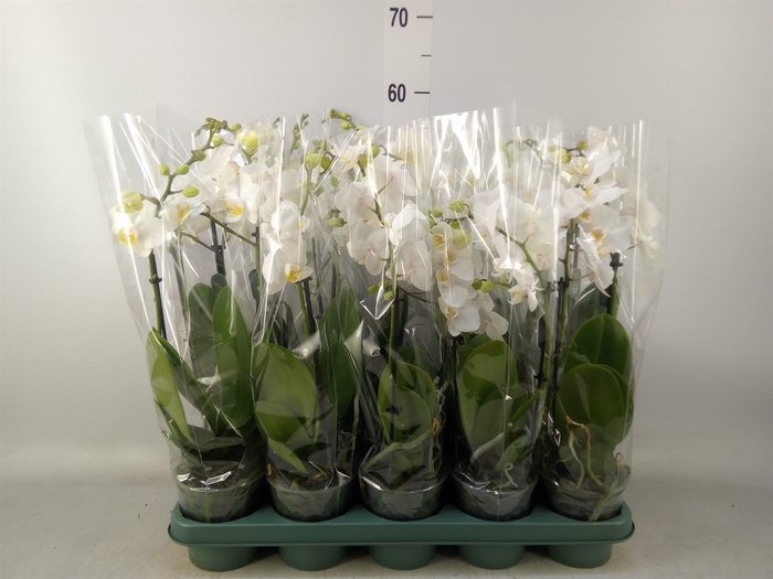 <h4>Phalaenopsis multi.   ...white</h4>