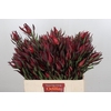 Leucadendron Saf Sunset Dark R.Spray