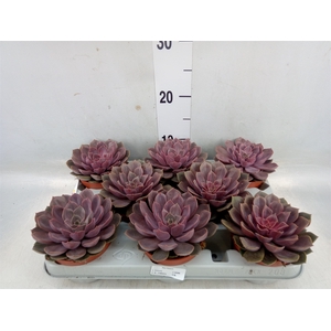 Echeveria   ...