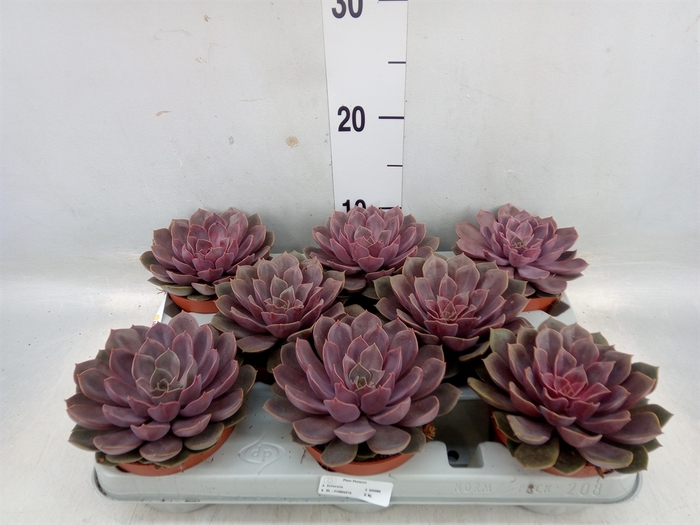 <h4>Echeveria   ...</h4>