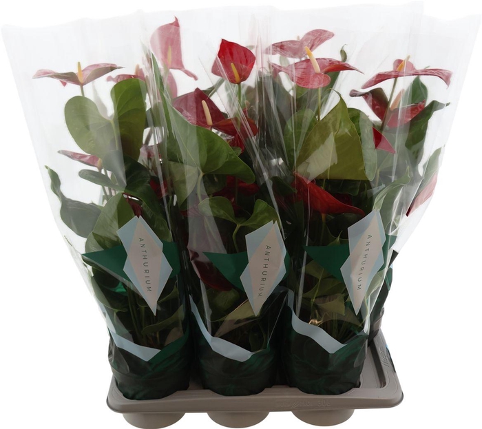 <h4>Anthu An Nevada</h4>