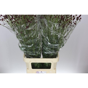 Sanguisorba Off Royal Star