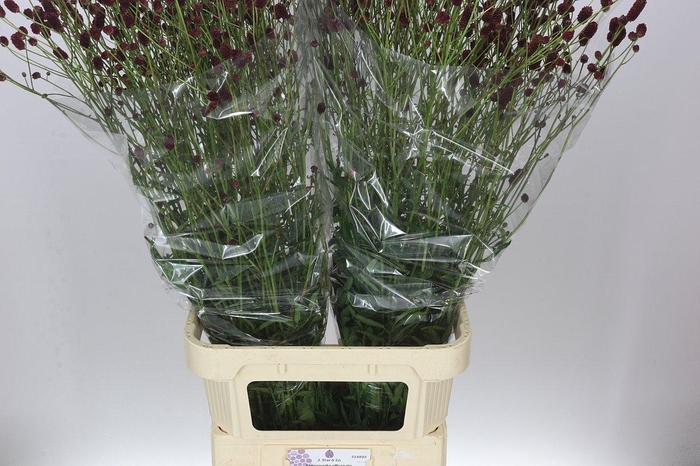 <h4>Sanguisorba Off Royal Star</h4>