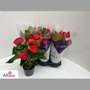 ANTHU AN BAMBINO RED