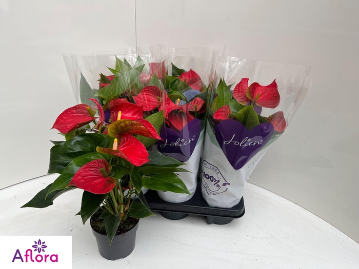 <h4>ANTHU AN BAMBINO RED</h4>