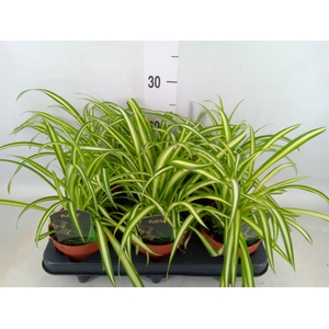 Chlorophytum cos. 'Atlantic'