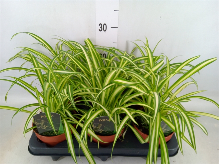 <h4>Chlorophytum cos. 'Atlantic'</h4>