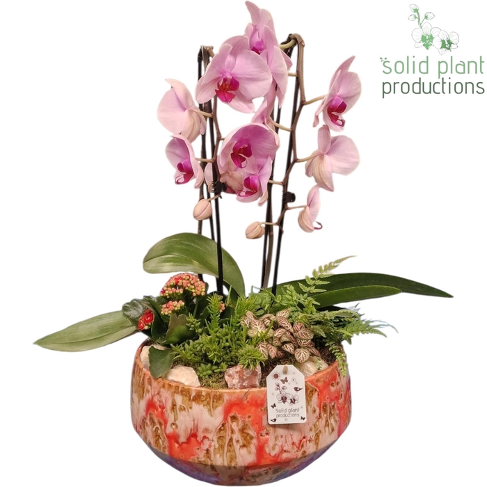 <h4>PH109 Sophia Festival Pink</h4>