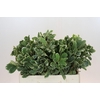 Pittosporum Ilan