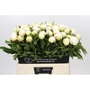 Paeonia Madame Claude Tain