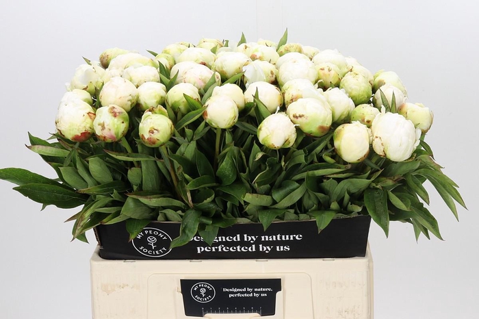 <h4>Paeonia Madame Claude Tain</h4>