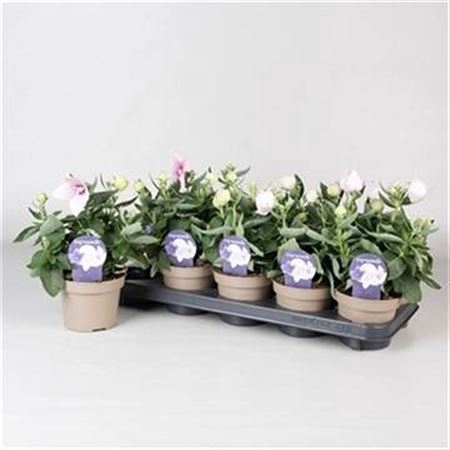 <h4>Platycodon grandiflorus Astra Pink</h4>