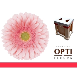 Gerbera Romella Water