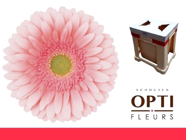 <h4>Gerbera Romella Water</h4>