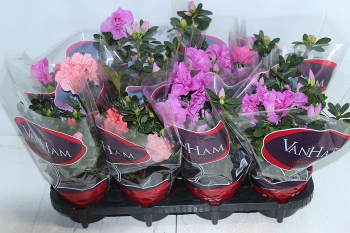 <h4>AZALEIA P14</h4>