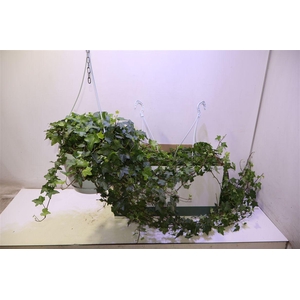 arr8 Hed He Pittsburgh