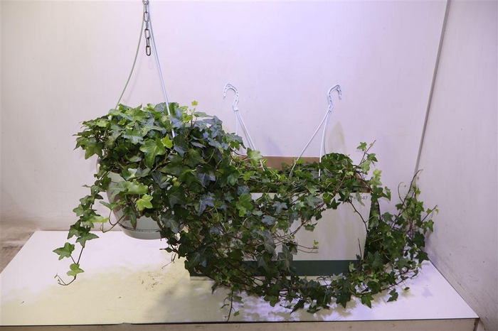 <h4>arr8 Hed He Pittsburgh</h4>