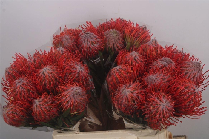 <h4>LEUCO CO TANGO</h4>