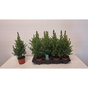 PICEA GL CONICA