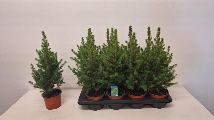 <h4>PICEA GL CONICA</h4>