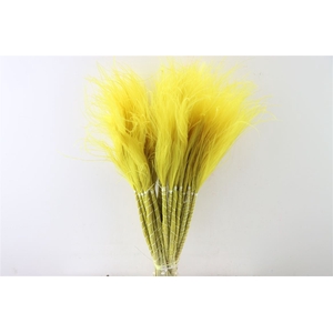 Dried Stypha Penata Yellow Bunch