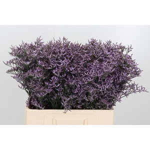 Limon Safora Lilac