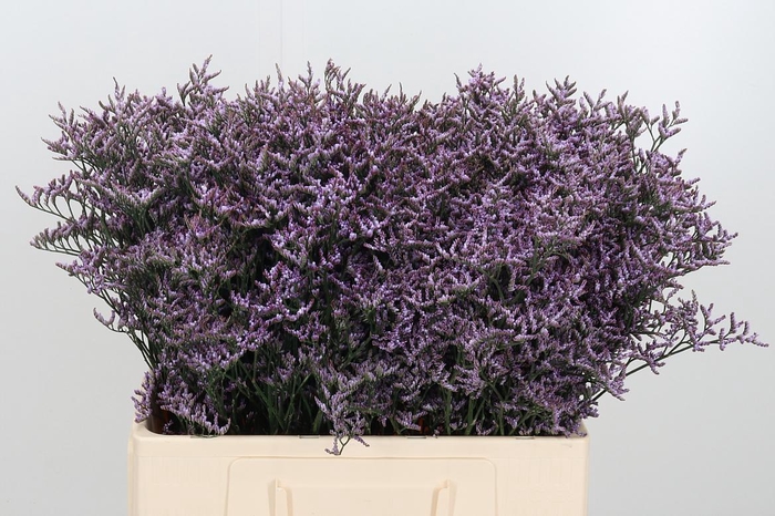 <h4>Limon Safora Lilac</h4>