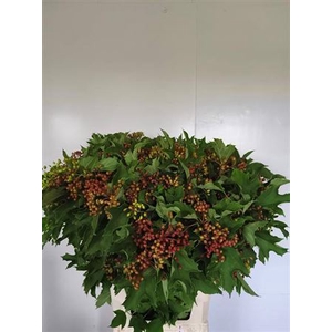 Vibur Op Mag Red Decor