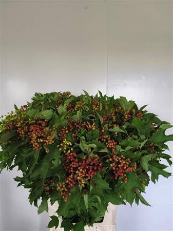 <h4>Vibur Op Mag Red Decor</h4>