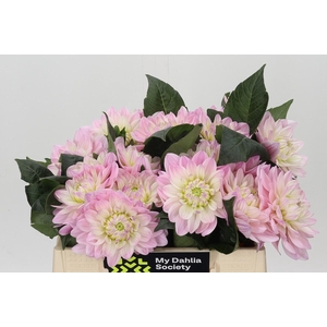 Dahlia Princess Kate