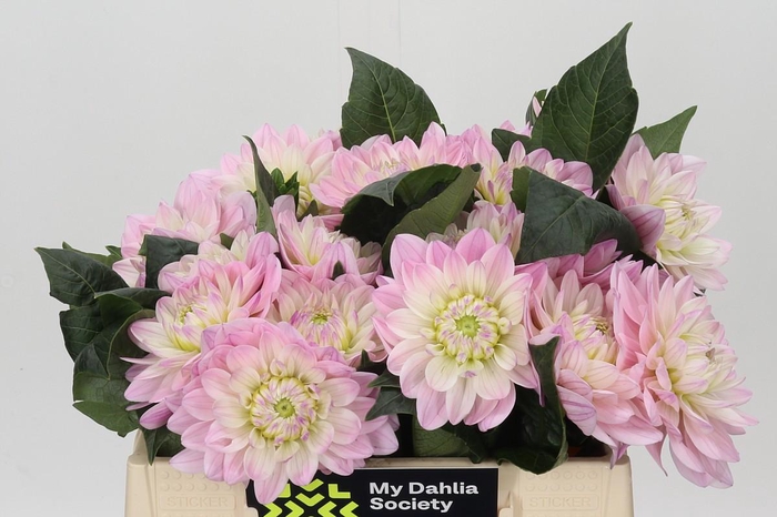<h4>Dahlia Princess Kate</h4>