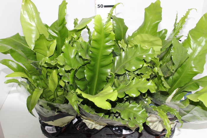 ASPLENIUM VARIADO P14