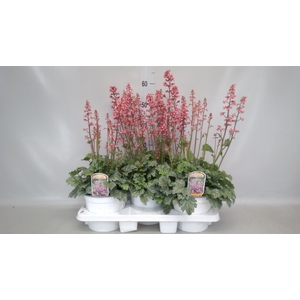 Heuchera  'Paris'