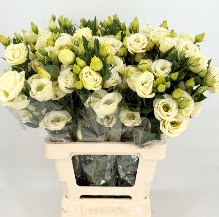 Lisianthus do alissa yellow
