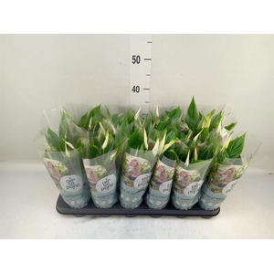 Spathiphyllum  'Chopin'