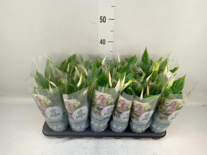 <h4>Spathiphyllum  'Chopin'</h4>