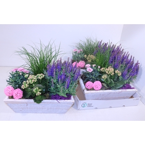 ARR TUINPLANTEN