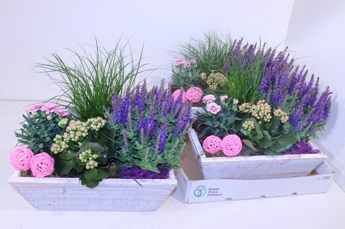 <h4>ARR TUINPLANTEN</h4>