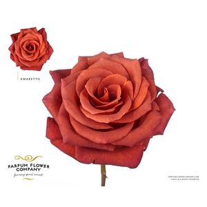 Rosa GR 'Amaretto'