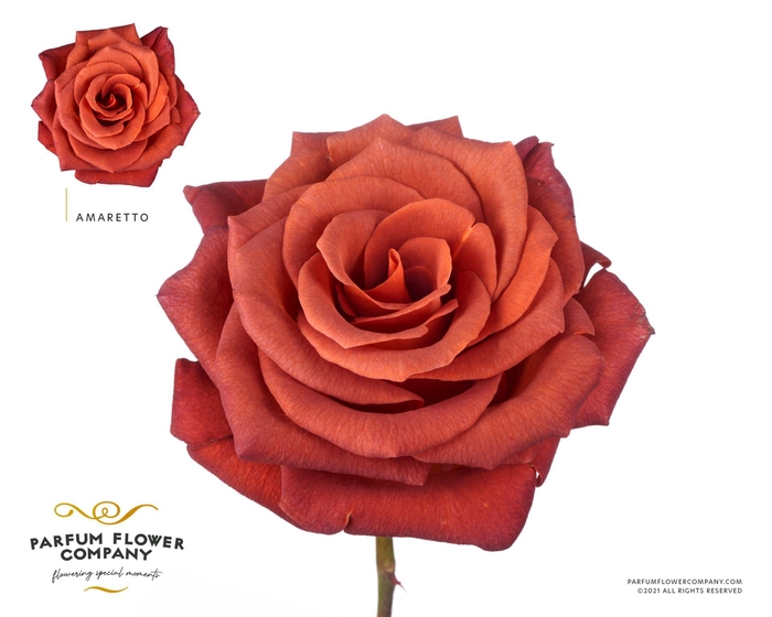 <h4>Rosa GR 'Amaretto'</h4>