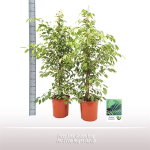 Ficus Golden King